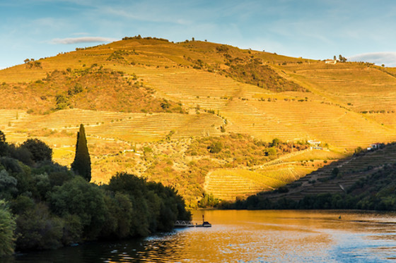 MANOS DO DOURO - photo 10
