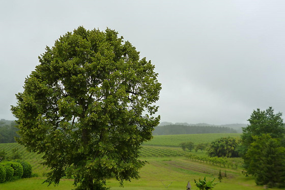 Chambre d'hôtes Le Bourdieu - photo 6