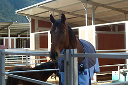 Zucht- und Reitstall Gentinetta