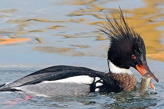 Birding Holland Oostvaardersplassen - photo 1