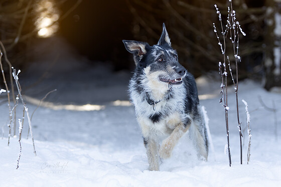Camille H. Photographie - photo 7