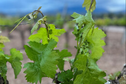 BODEGA SAN ESTEBAN