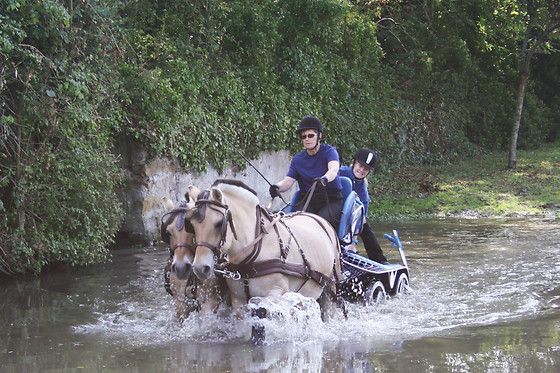 Attelage passion - photo 2