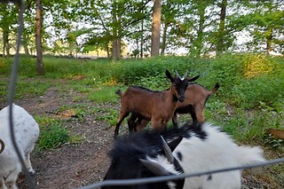 Deux nuits pour 2 sous yourte au Pré Karvain à Couddes (41)