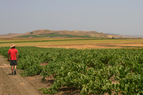 Az. Agricola Millami - photo 2