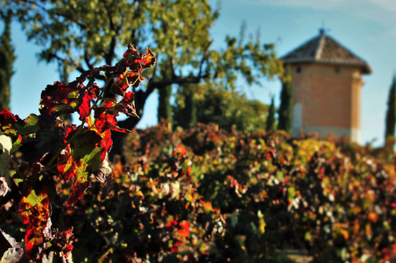 BODEGAS Y VIÑEDOS CASA DEL VALLE - photo 6