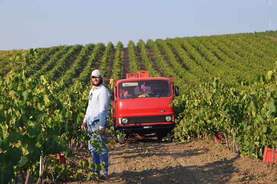 Azienda Agricola Bertolino - photo 0