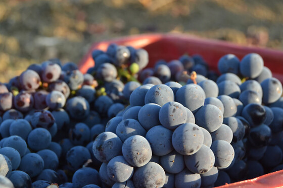 Azienda Agricola Bertolino - photo 5