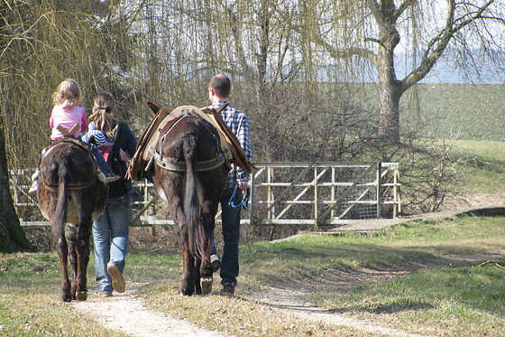 Eselhof Säge - photo 3