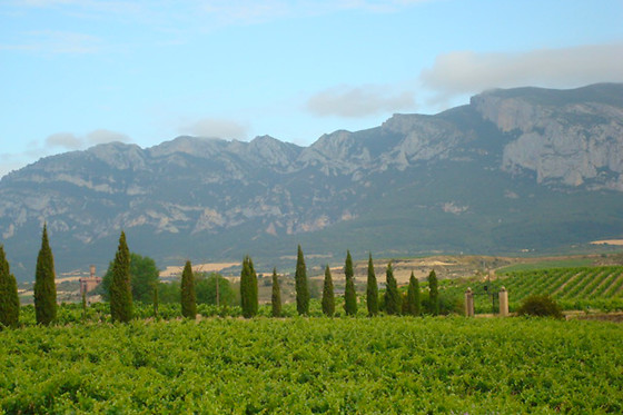 BODEGA TORRE DE OÑA - photo 0