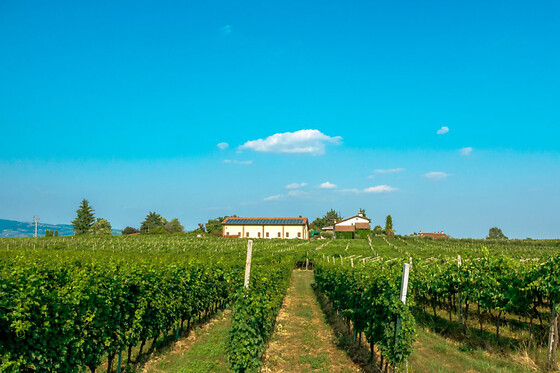 Azienda Agricola Il Pignetto - photo 3