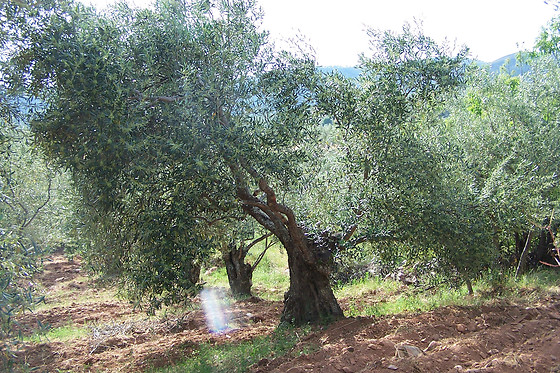 ALMAZARA SOLEAE - photo 0