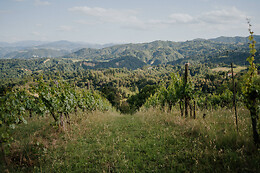 Caccianemici