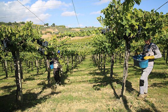 D'alesio Sciarr - photo 1