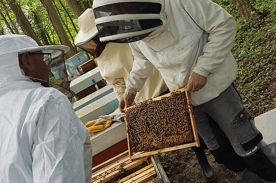 Journée d'initiation à l'apiculture à Chaume-en-Brie (77)