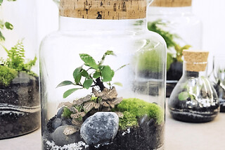 Atelier terrarium moyen proche de Strasbourg (67)