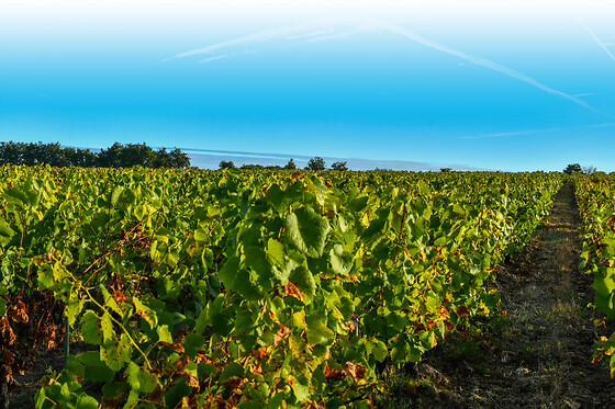Vignoble Malidain - photo 2