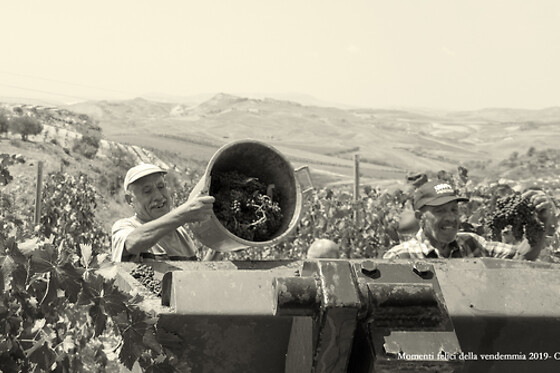 Catalano Viticoltori - photo 2