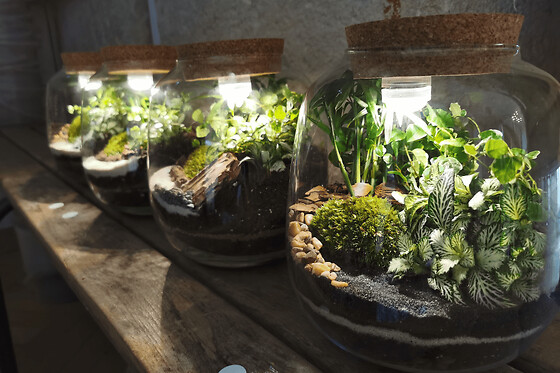 Atelier Terrarium 