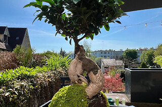 Atelier découverte Kokedama à Louveciennes (78)