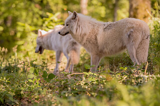 Billet pour le Parc animalier de Courzieu (69)