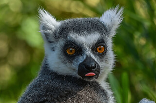 Billet pour le Zoo d'Upie (26)