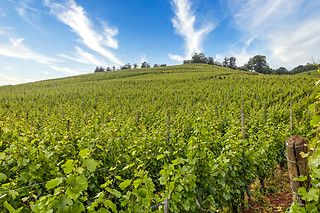 Dégustation pour 2 au Vignobles François Baur à Turckhein (68)
