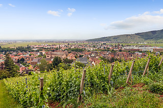 Dégustation pour 2 au Vignobles François Baur à Turckhein (68)