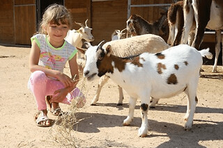 Billet pour le parc animalier Parc Saint Léger (60)