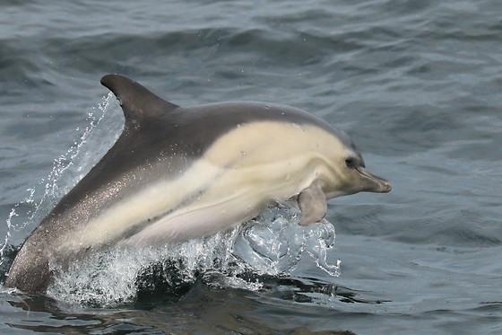 Faune Océan - photo 4